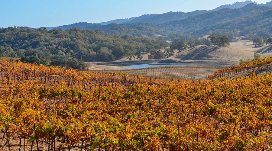 Autumn Vineyard Colors And Harvest Season In Paso Robles